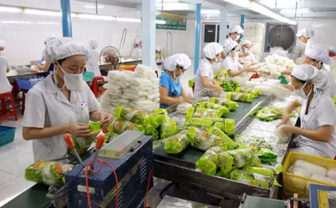 Để đạt mục tiêu xuất khẩu 3 tỉ USD trong năm nay, ngành rau quả còn phải phụ thuộc vào việc duy trì giá trị xuất khẩu những tháng cuối năm.