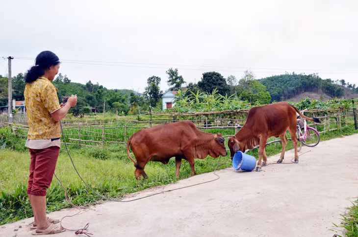 Mô hình nuôi bò sinh sản đã giúp gia đình chị Trần Thị Hà, thôn Ký Vầy, xã Đài Xuyên, huyện Vân Đồn thoát nghèo.