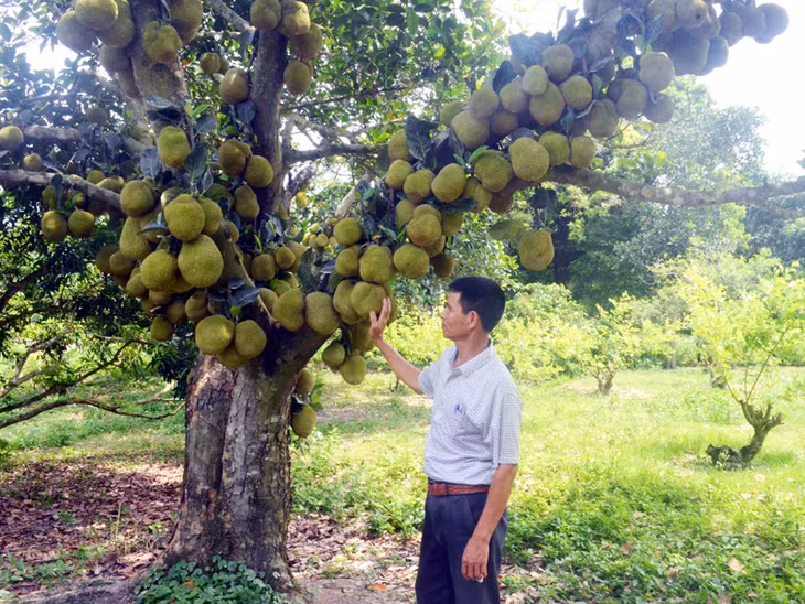Phó Chủ tịch Hội CCB phường Hải Yên (TP Móng Cái) An Như Thuận giới thiệu vườn cây ăn quả 2.000m2 của gia đình.