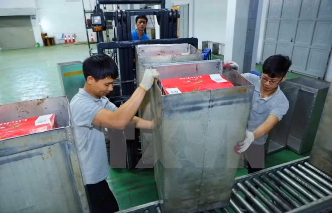 Sau khi đóng thùng tại cơ sở thu mua, các thùng vải sẽ được đưa tới Trung tâm Chiếu xạ Hà Nội để tiến hành chiếu xạ, đảm bảo kéo dài thời gian bảo quản, trước khi được kiểm dịch và xuất khẩu. (Ảnh: Thành Đạt/TTXVN)