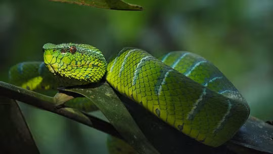 Rắn lục Tropidolaemus wagleri. Ảnh HKN24