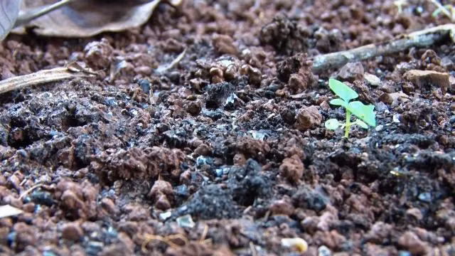 Mảnh thủy tinh, bột gạch ngói, nhựa phế thải còn lại tại gốc cà phê sau khi bón phân.