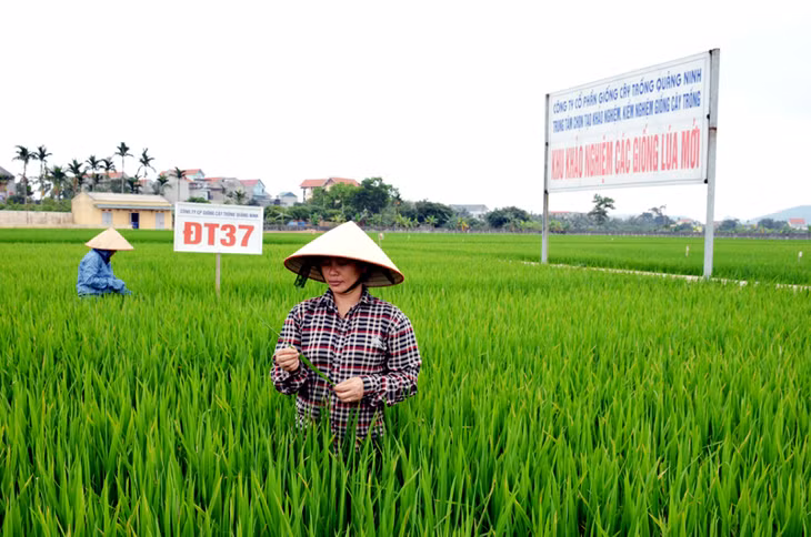 Công nhân Công ty CP Giống cây trồng Quảng Ninh đang chăm sóc giống lúa mới ĐT 37.
