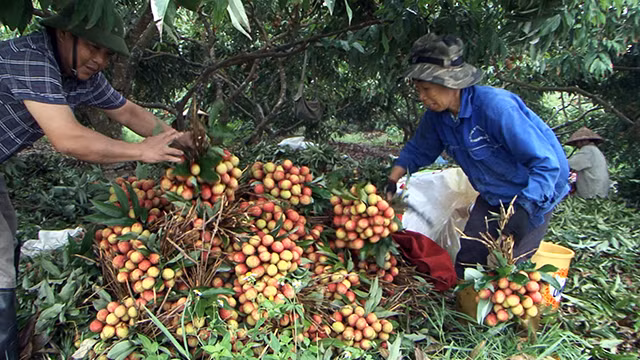 Đây là lần đầu tiên nước ta có một cơ quan chuyên biệt lo đầu ra nông sản.
