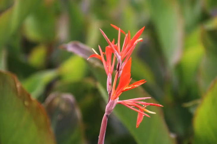 Hoa dong riềng