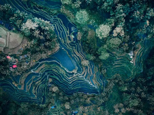 Vẻ đẹp nhìn từ trên cao của những thửa ruộng bậc thang ở Bali, Indonesia.
