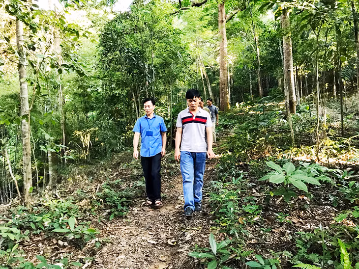Khu rừng 50 năm tuổi của già làng Triệu Tài Cao, thôn Bằng Anh, xã Tân Dân, huyện Hoành Bồ.
