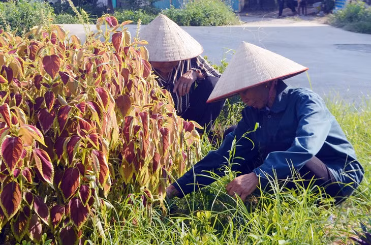 Bà Tô Thị Nhã, Chi Hội trưởng HND thôn Đông Tân xã Hồng Phong (TX Đông Triều) cùng người dân tham gia dọn vệ sinh khu vực đường mẫu tự quản của thôn.