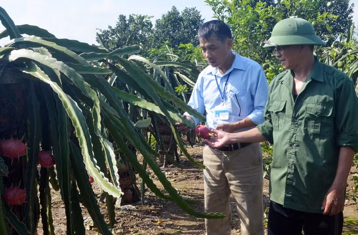 Anh Đinh Ngọc Toàn (bên trái) thăm mô hình trông cây thanh long của hội viên.