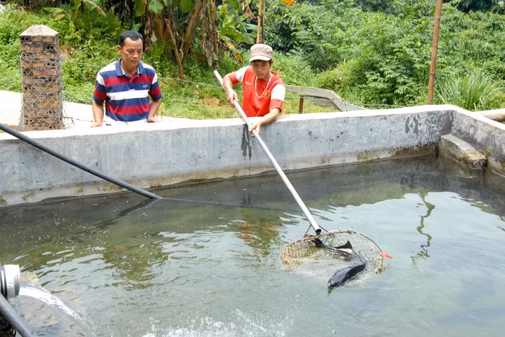 Giống cá nước lạnh như cá tầm, cá hồi, cá chép Koi được người dân nuôi thành công tại thôn Khe Tiền, xã Đồng Văn.