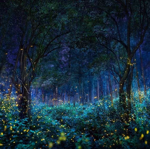 Khu bảo tồn Firefly ở Nanacamilpa, Tlaxcala, Mexico