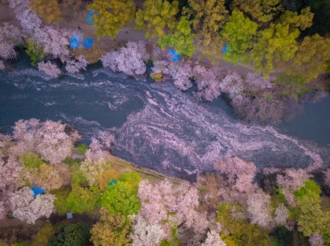 Cánh hoa anh đào rơi tạo ra dải nước màu hồng tuyệt đẹp dưới sông ở thành phố Tokyo, Nhật Bản.
