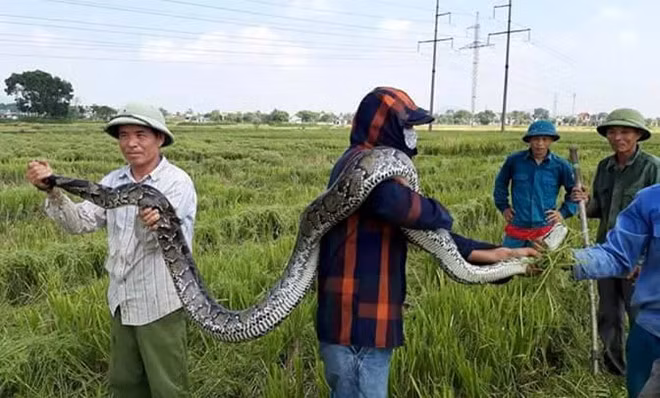Con trăn dài 2,5 m được người dân phát hiện và vây bắt trong lúc gặt lúa đã được thả về tự nhiên. Ảnh: Q. An.