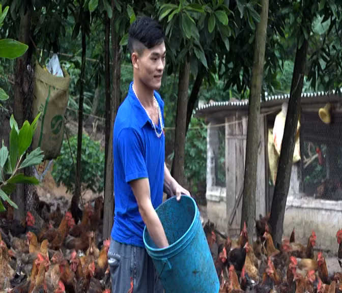 Có thời điểm, đàn gà của Chìu Quý Nguyên lên đến hơn 1 vạn con.