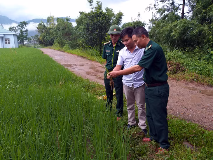 Cán bộ Đồn Biên phòng cửa khẩu Hoành Mô được giới thiệu tham gia sinh hoạt tại Chi bộ bản Nà Sa, xã Hoành Mô (Bình Liêu) cũng lãnh đạo Chi bộ kiểm tra chất lượng giống lúa