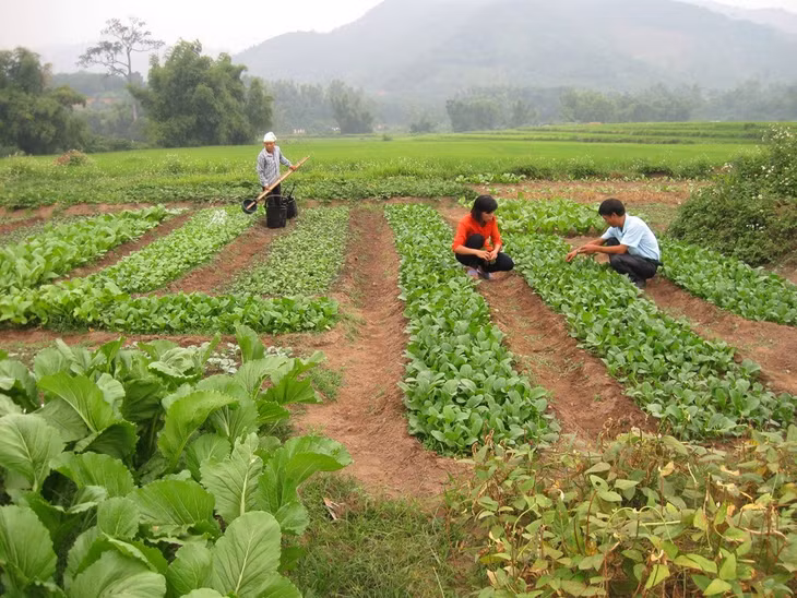 Mô hình trồng rau an toàn tại xã Tình Húc, huyện Bình Liêu