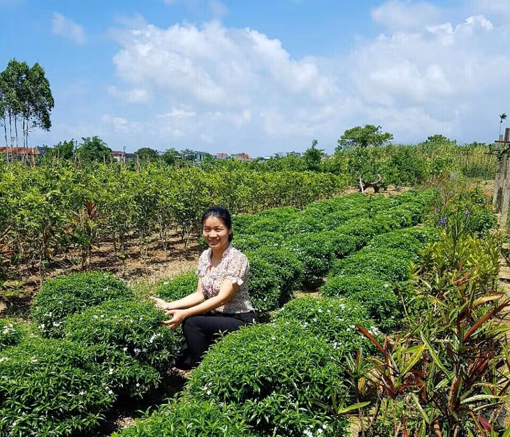 Mô hình nuôi lợn sạch tại TP Móng Cái