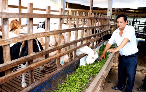 Phụ phẩm nông nghiệp lớn nhưng tỷ lệ sử dụng làm thức ăn cho gia súc còn thấp.
