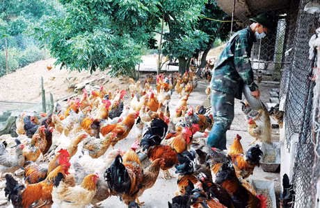 Mô hình nuôi gà thương phẩm Tiên Yên của Công ty TNHH MTV Thương mại Bông Nhàn, tại xã Tiên Lãng (huyện Tiên Yên).