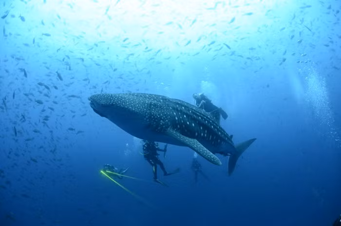 Các nhà khoa học khám phá vùng biển đảo Galapagos, Thái Bình Dương