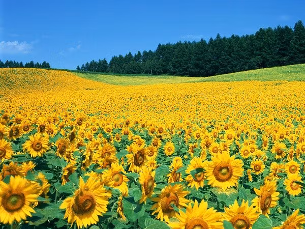 Cánh đồng hoa oải hương ở Provence, Pháp.