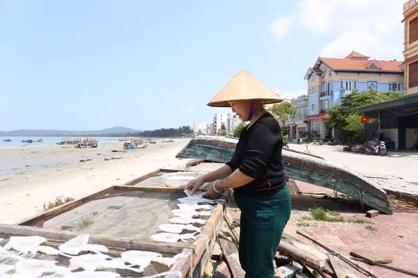 Bên cạnh đó nhiều người dân bắt đầu chuẩn bị phơi cá, mực phục vụ nhu cầu ẩm thực du khách.