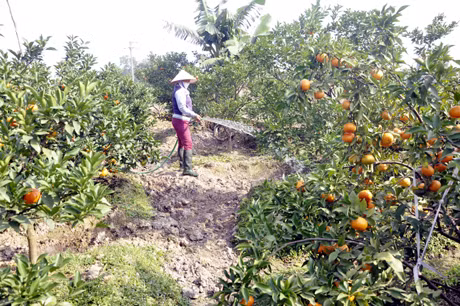 Mô hình trồng cam đường của gia đình chị Nguyễn Thị Len (xã Việt Dân, TX Đông Triều) cho thu nhập 300 triệu đồng/năm. Ảnh: Phan Hằng