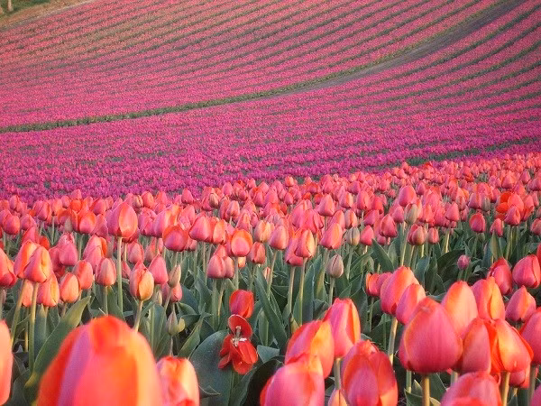 Cánh đồng hoa tulip Keukenhof ở Lisse, Hà Lan.