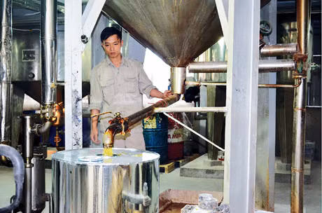 Chế biến nhựa thông xuất khẩu tại Công ty CP Thông Quảng Ninh.