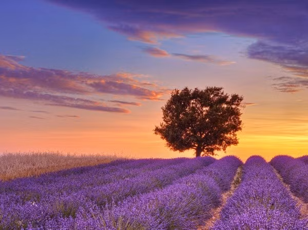 Cánh đồng hoa oải hương ở Provence, Pháp.