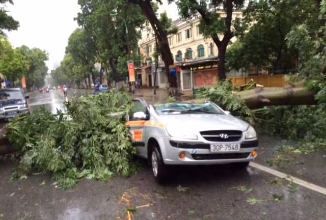 Cây đổ đè bẹp xe ôtô trên đường. (Ảnh: Sơn Bách/Vietnam+)