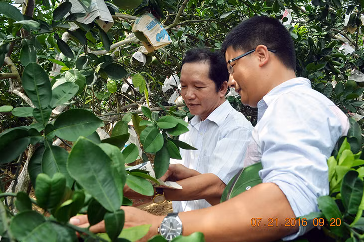 Cán bộ Sở Khoa học và Công nghệ kiểm tra sinh trưởng của cây bưởi tại vườn bưởi nhà ông Nguyễn Văn Hào, thôn An Trại, xã Việt Dân, Đông Triều.