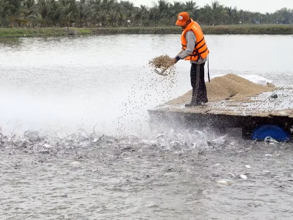 (Ảnh minh họa: Phương Vy/TTXVN)