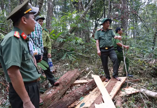 Ngày 20/7, đại tá Nguyễn Viết Lợi (phải), cũng đã vào hiện trường vụ phá rừng để nhận đình tình hình, chỉ đạo công tác điều tra. Ảnh: Tiến Hùng.