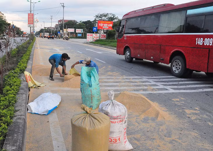 Người dân hót bột ngô đoạn km 11 (phường Minh Thành, TX Quảng Yên)