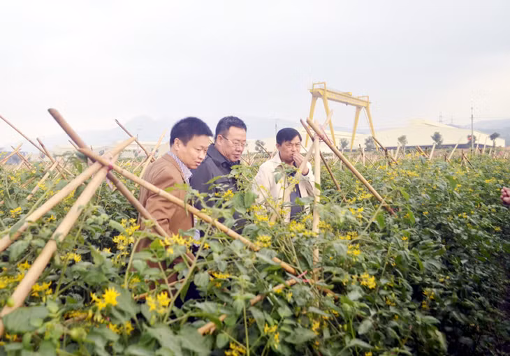 Khu vực trồng cà chua bi tại Khu nông nghiệp công nghệ cao VinEco Quảng Ninh (TX Đông Triều).