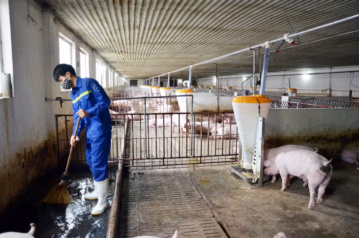 Xử lý chất thải trong chăn nuôi luôn được Công ty CP Khai thác khoáng sản Thiên Thuận Tường, TP Cẩm Phả đặc biệt quan tâm. Trong ảnh: Công nhân của Công ty dọn vệ sinh chuồng chăn nuôi lợn thương phẩm.