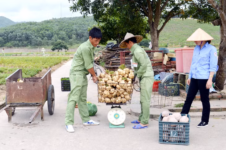 Thu hoạch nông sản do học viên trồng tại Trung tâm Giáo dục và Lao động xã hội (xã Vũ Oai, huyện Hoành Bồ).