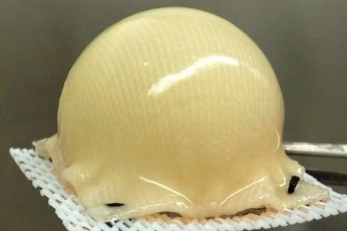 Sụn sống nuôi cấy từ tế bào gốc của chính người bệnh được phủ lên khuôn 3D để tạo thành khớp hông. (Nguồn ảnh: Phòng thí nghiệm Guilak)