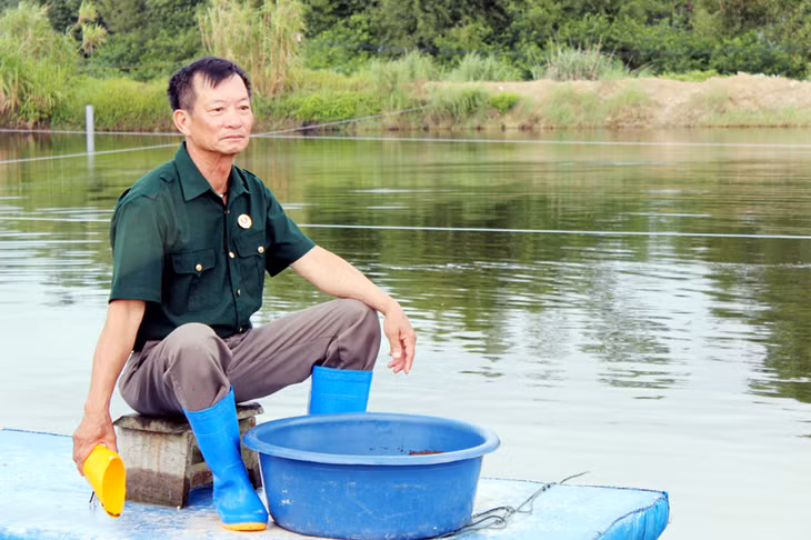 Ông Phạm Văn Đang cho tôm ăn trong đầm.