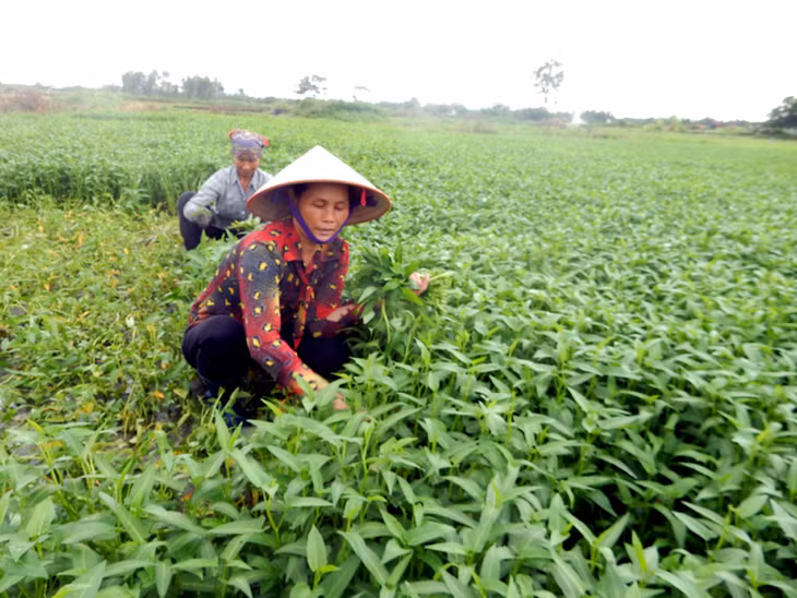 Bà Bùi Thị Sánh, Chủ nhiệm CLB Rau an toàn thôn Đồng Nối thu hoạch rau muống.