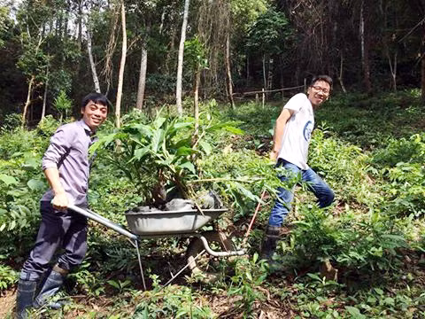 Các kỹ sư của Công ty DKPharma chăm sóc cây thuốc tại Vườn cây thuốc Yên Tử (TP Uông Bí).