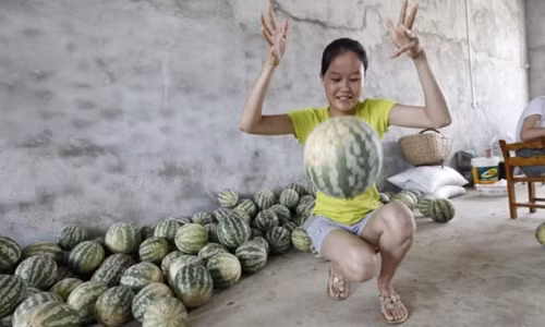Giống dưa lạ được con gái ông Cung mang từ Bắc Kinh về, trồng cùng ruộng với giống dưa địa phương. Ảnh: News.China