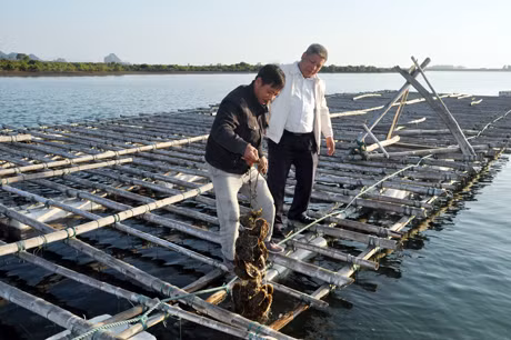 Bè nuôi hàu của Công ty CP nuôi trồng thủy sản công nghiệp Tân An