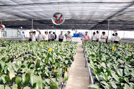 Sản xuất hoa lan cao cấp tại Công ty TNHH Hưởng Dung góp phần xây dựng thương hiệu hoa Hoành Bồ. Ảnh: Lê Hải