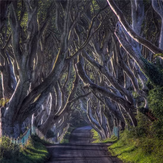 Đường Rào Cây (Ireland): Theo tài liệu ghi chép lại, vào thế kỷ 18, gia tộc Stuart đã trồng hàng cây giẽ gai này. Người ta còn truyền tai nhau về câu chuyện linh hồn
