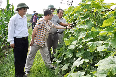 Giống bí lai xanh Tara 888 và bí đỏ Gold Star 99 đã được chuyển giao kỹ thuật, đưa vào trồng tại xã Hồng Phong (Đông Triều) cho năng suất và hiệu quả kinh tế cao.