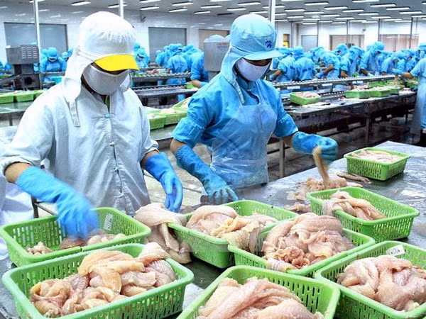 Chế biến cá basa xuất khẩu tại Công ty thủy sản Bình An, Cần Thơ. (Ảnh: Duy Khương/TTXVN)