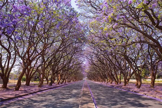 Đại lộ Milton (Harare, Zimbabwe): Hai bên đường trồng toàn cây hoa Jacaranda. Du khách nếu đến chơi vào đúng mùa hoa rộ, sẽ cảm nhận được một cách ngọt ngào cảm giác chìm trong thiên nhiên tươi đẹp là như thế nào.