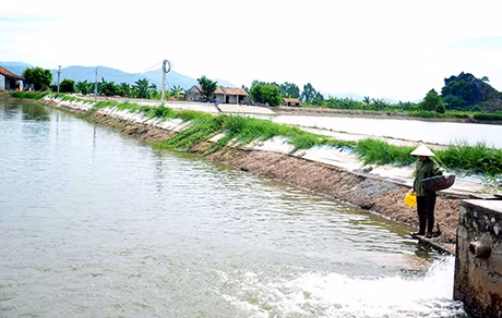 Ao nuôi cá lăng của gia đình ông Phạm Văn Trầm, thôn Nội Hoàng Đông, xã Hoàng Quế (Đông Triều).